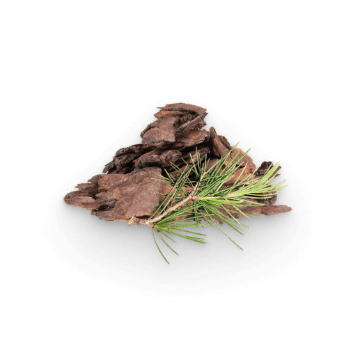 Extrato de casca de pinheiro marítimo